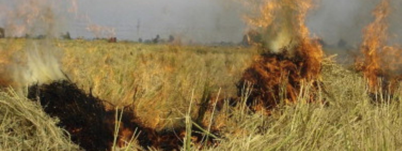 RRDI highlights issues of burning straw